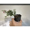 Bonsai Hồng Ngọc Mai mini – Cây bông hồng tiểu cảnh, bán cạn, combo giá thể – Chỉ 99.000đ 3