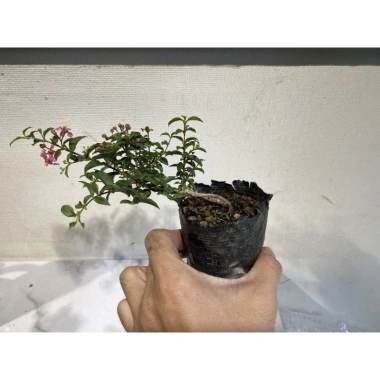 Bonsai Hồng Ngọc Mai mini – Cây bông hồng tiểu cảnh, bán cạn, combo giá thể – Chỉ 99.000đ 3