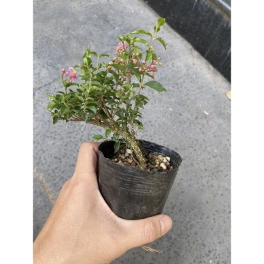 Bonsai Hồng Ngọc Mai mini – Cây bông hồng tiểu cảnh, bán cạn, combo giá thể – Chỉ 99.000đ 4