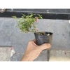 Bonsai Hồng Ngọc Mai mini – Cây bông hồng tiểu cảnh, bán cạn, combo giá thể – Chỉ 99.000đ 5