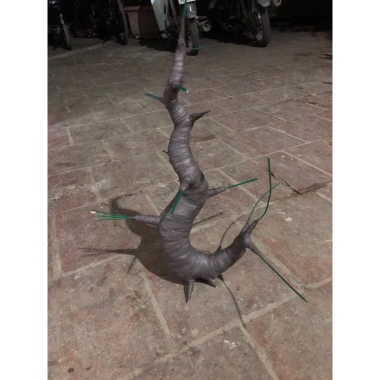 Bonsai mini gốc cây đào, cây mai đẹp Tết - Giá 48.000 VND giảm từ 59.040 VND