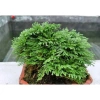 Bonsai Mini Siêu Trường Sinh Thảo Cao 5-7cm Cây Thuỷ Canh Thuần Vườn Giá 15.000đ