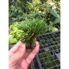 Bonsai Mini Siêu Trường Sinh Thảo Cao 5-7cm Cây Thuỷ Canh Thuần Vườn Giá 15.000đ 2