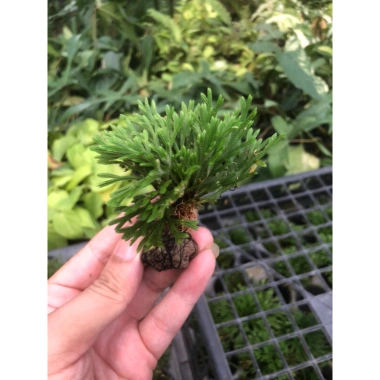 Bonsai Mini Siêu Trường Sinh Thảo Cao 5-7cm Cây Thuỷ Canh Thuần Vườn Giá 15.000đ 2