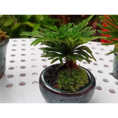 Bonsai Mini Siêu Trường Sinh Thảo Cao 5-7cm Cây Thuỷ Canh Thuần Vườn Giá 15.000đ 3