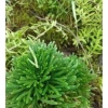 Bonsai Mini Siêu Trường Sinh Thảo Cao 5-7cm Cây Thuỷ Canh Thuần Vườn Giá 15.000đ 6