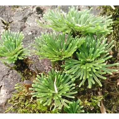 Bonsai Mini Siêu Trường Sinh Thảo Cao 5-7cm Cây Thuỷ Canh Thuần Vườn Giá 15.000đ 7