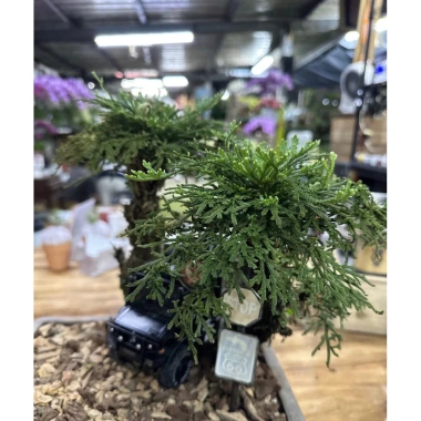 Bonsai Mini Siêu Trường Sinh Thảo Cao 5-7cm Cây Thuỷ Canh Thuần Vườn Giá 15.000đ 8