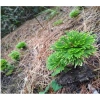Bonsai Mini Siêu Trường Sinh Thảo Cao 5-7cm Cây Thuỷ Canh Thuần Vườn Giá 15.000đ 9