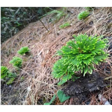 Bonsai Mini Siêu Trường Sinh Thảo Cao 5-7cm Cây Thuỷ Canh Thuần Vườn Giá 15.000đ 9