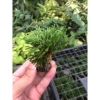 Bonsai Mini Siêu Trường Sinh Thảo Cao 5-7cm Cây Thuỷ Canh Thuần Vườn Giá 15.000đ 10