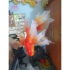 Cá chép thủ công trang trí Tết Trung thu: Lễ hội truyền thống, giá chỉ 149.900đ 5
