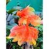 Cá chép thủ công trang trí Tết Trung thu: Lễ hội truyền thống, giá chỉ 149.900đ 7