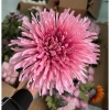 Cành cúc Tăm & cúc mẫu đơn trang trí - Phụ kiện chụp hình hoa giả TâmKemDecor giảm còn 29.000đ 10