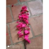 Cánh hoa anh đào giả đa màu sắc 100cm trang trí Tết cắm bình siêu đẹp giảm giá 24.000₫ 7
