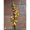 Cánh hoa anh đào giả đa màu sắc 100cm trang trí Tết cắm bình siêu đẹp giảm giá 24.000₫ 9