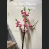Cành Hoa Đào Cổ Mai Cổ Giả Cắm Bình Trang Trí Tết Nhà Cửa Giá 75.000₫ Hà Hoa Flower 8