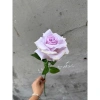 Cành hoa hồng giả 1 bông cao 60cm – Trang trí bàn, phòng khách, giảm giá 15.000₫ 5
