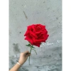 Cành hoa hồng giả 1 bông cao 60cm – Trang trí bàn, phòng khách, giảm giá 15.000₫ 9