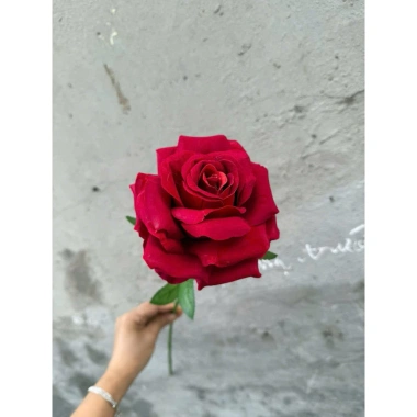 Cành hoa hồng giả 1 bông cao 60cm – Trang trí bàn, phòng khách, giảm giá 15.000₫