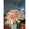 Cành Hoa Lan Hồ Điệp Cao Su - Trang Trí Tết Bính Ngọ 2.026, Giá Ưu Đãi 44.500₫ 6