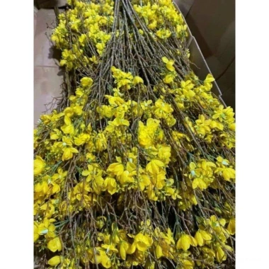 Cành Hoa Mai Mỹ giả siêu đẹp - Trang trí nhà cửa, tết, giảm còn 48.000đ