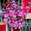 Cành hoa mai và hoa đào giả dài 100cm - Trang trí Tết, giá ưu đãi 15.000đ 9