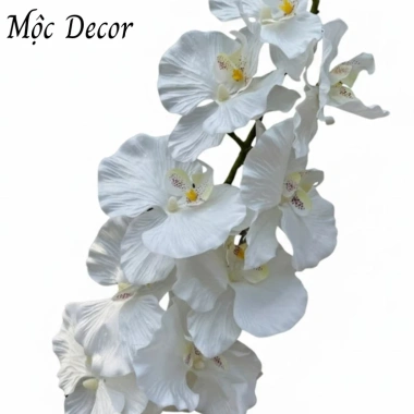 Cành lan lụa xoăn cao cấp - Độ bền mạnh, vẻ đẹp tự nhiên, giá chỉ 35.500