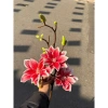 Cành Mộc Hương Su, Mộc Sao, Mộc Lan Kép - Trang Trí Tháp Bánh Nước Tết, Giá Khuyến Mãi 85.000₫