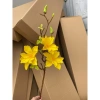 Cành Mộc Hương Su, Mộc Sao, Mộc Lan Kép - Trang Trí Tháp Bánh Nước Tết, Giá Khuyến Mãi 85.000₫ 8