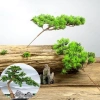 Cành tùng giả lá kim nhựa xanh bonsai tiểu cảnh sân vườn giống 100% giá 13.500