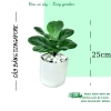 Cây bàng mini chậu sứ trắng cao 25cm - Thanh lọc không khí, giá ưu đãi 99.000đ