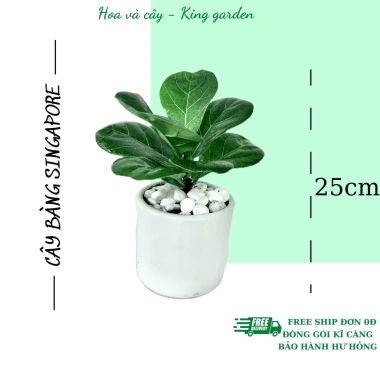 Cây bàng mini chậu sứ trắng cao 25cm - Thanh lọc không khí, giá ưu đãi 99.000đ