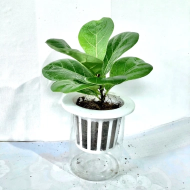 Cây bàng mini chậu sứ trắng cao 25cm - Thanh lọc không khí, giá ưu đãi 99.000đ 2 Cây bàng mini chậu sứ trắng cao 25cm - Thanh lọc không khí, giá ưu đãi 99.000đ 2
