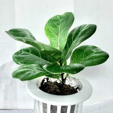 Cây bàng mini chậu sứ trắng cao 25cm - Thanh lọc không khí, giá ưu đãi 99.000đ