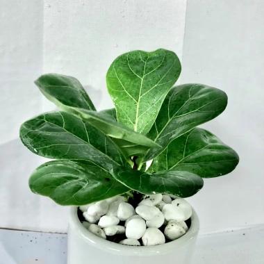 Cây bàng mini chậu sứ trắng cao 25cm - Thanh lọc không khí, giá ưu đãi 99.000đ 7 Cây bàng mini chậu sứ trắng cao 25cm - Thanh lọc không khí, giá ưu đãi 99.000đ 7