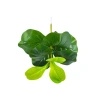 Cây Bàng Singapore Mini 35cm - Hoa Giả Trang Trí Lizflower, Giá 36.000, Không Chậu 8