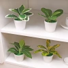 Cây bonsai nhân tạo mini – Cây lô hội giả nhỏ, chậu cây cảnh trang trí bàn làm việc, văn phòng, sân vườn, phù hợp bốn mùa – 42.900đ 3