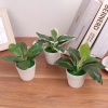 Cây bonsai nhân tạo mini – Cây lô hội giả nhỏ, chậu cây cảnh trang trí bàn làm việc, văn phòng, sân vườn, phù hợp bốn mùa – 42.900đ 5