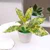 Cây bonsai nhân tạo mini – Cây lô hội giả nhỏ, chậu cây cảnh trang trí bàn làm việc, văn phòng, sân vườn, phù hợp bốn mùa – 42.900đ 7