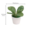 Cây bonsai nhân tạo mini – Cây lô hội giả nhỏ, chậu cây cảnh trang trí bàn làm việc, văn phòng, sân vườn, phù hợp bốn mùa – 42.900đ 10