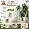 Cây Cảnh Mini Lá Nhựa Rủ Dài - Chậu Xinh Trang Trí Nội Thất, Giá 29,400₫