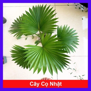 Cây Cọ Nhật Mini - Cây Cảnh Nhỏ Gọn, Chậu Nhựa Mềm Bọc Đen, Giá Chỉ 29.000₫ Cây Cọ Nhật Mini - Cây Cảnh Nhỏ Gọn, Chậu Nhựa Mềm Bọc Đen, Giá Chỉ 29.000₫