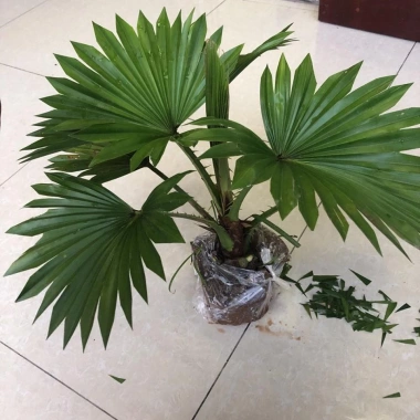 Cây Cọ Nhật Mini - Cây Cảnh Nhỏ Gọn, Chậu Nhựa Mềm Bọc Đen, Giá Chỉ 29.000₫