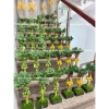 Cây Đu Đủ, Khế, Na mini 30-50cm nhập khẩu Đài Loan – Đặt bàn, giá chỉ 500.000₫ 2