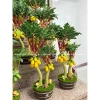 Cây Đu Đủ, Khế, Na mini 30-50cm nhập khẩu Đài Loan – Đặt bàn, giá chỉ 500.000₫ 4