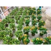 Cây Đu Đủ, Khế, Na mini 30-50cm nhập khẩu Đài Loan – Đặt bàn, giá chỉ 500.000₫ 6
