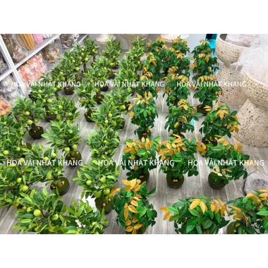 Cây Đu Đủ, Khế, Na mini 30-50cm nhập khẩu Đài Loan – Đặt bàn, giá chỉ 500.000₫ 6