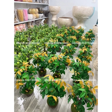 Cây Đu Đủ, Khế, Na mini 30-50cm nhập khẩu Đài Loan – Đặt bàn, giá chỉ 500.000₫ 7