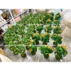 Cây Đu Đủ, Khế, Na mini 30-50cm nhập khẩu Đài Loan – Đặt bàn, giá chỉ 500.000₫ 8